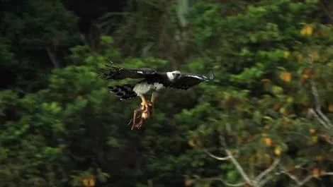 Aguila cazando un perezoso | Animales en Video