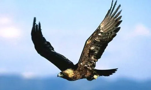 aguila chilena