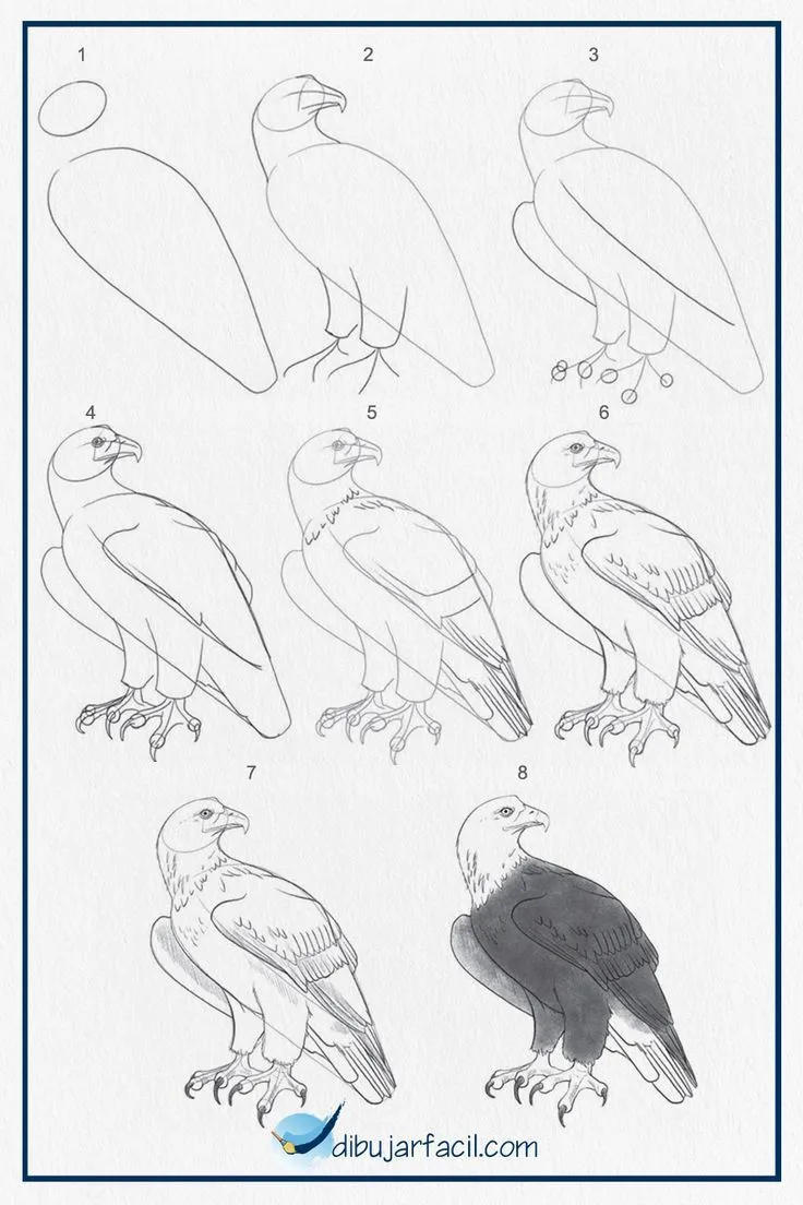 Aguila Dibujo Facil. en 2023 | Aguila dibujo, Aguila para dibujar, Cómo dibujar aves