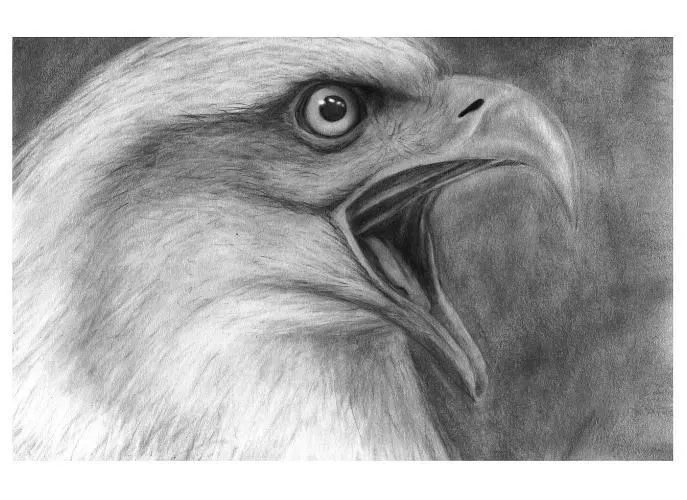 aguila dibujo a lapiz - Buscar con Google | animalitos | Pinterest ...