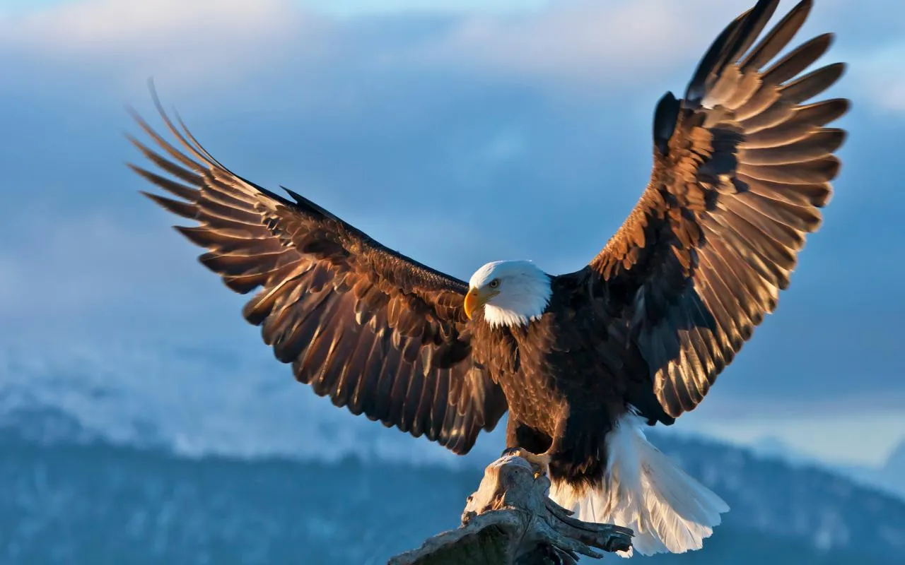 águila Fondos animados - Aplicaciones Android en Google Play