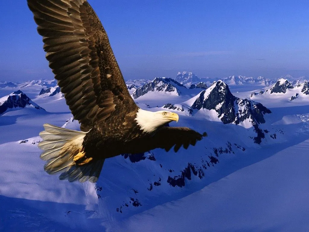 Aguilas volando paisajes - Imagui