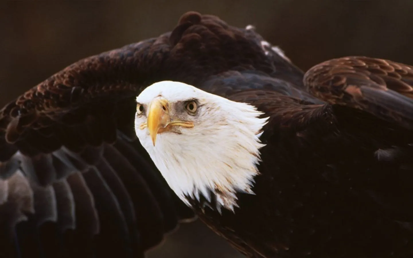 Águila HD - 1440x900 :: Fondos de pantalla y wallpapers