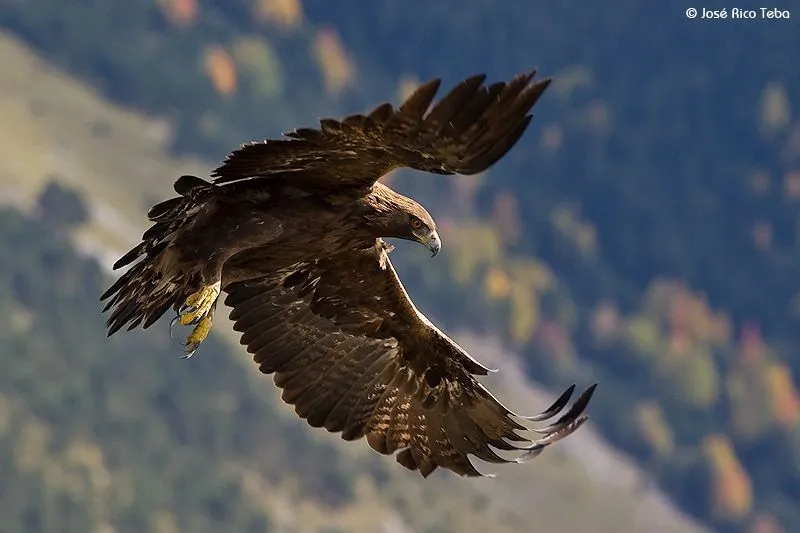 aguila Imágenes del Águila Real para compartir o usar como fondos ...