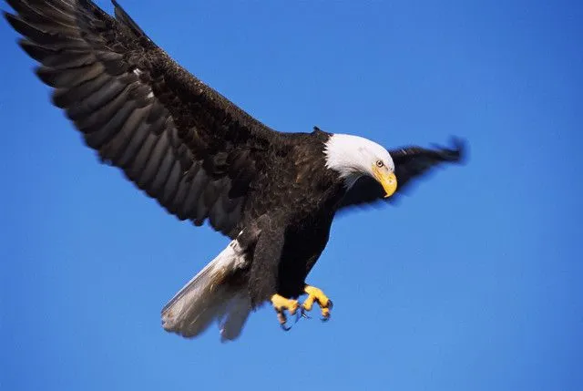 Una aguila - Imagui