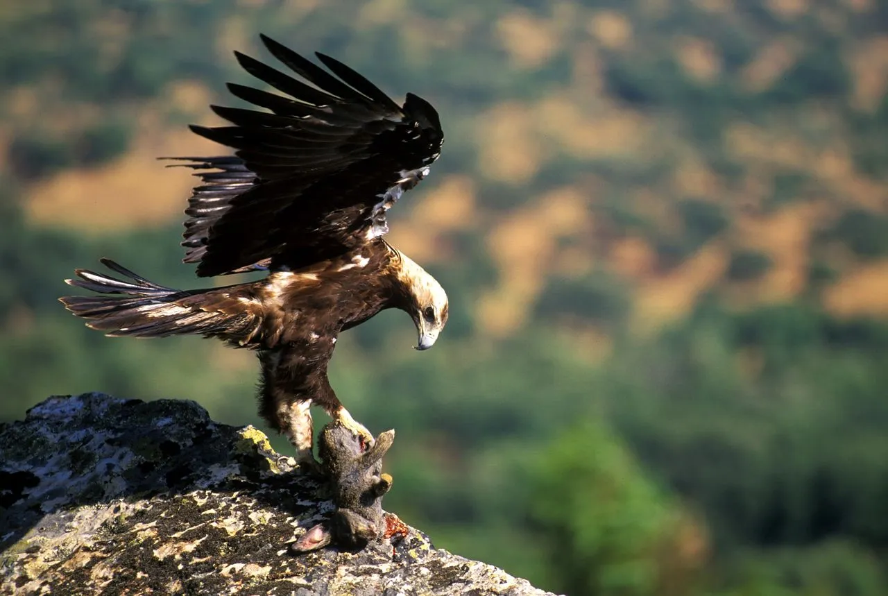 águila imperial | :: asociación la maloca colorá :: blog de ...