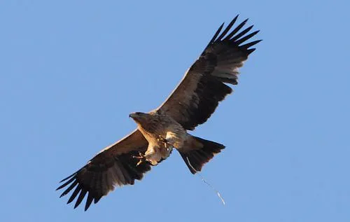 Aguila imperial volando - Imagui