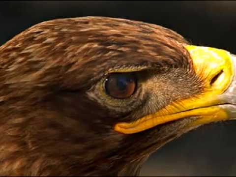 EL AGUILA MEXICANA - El renaut - YouTube