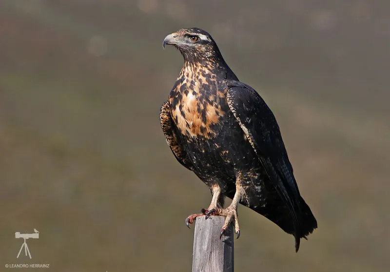 Águila Mora (Geranoaetus melanoleucus) - EcoRegistros