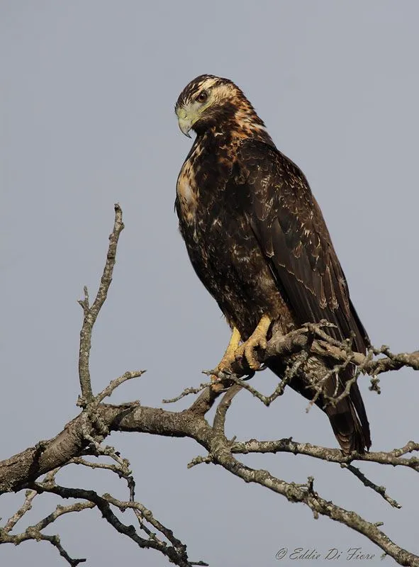 Águila Mora (Geranoaetus melanoleucus) - EcoRegistros