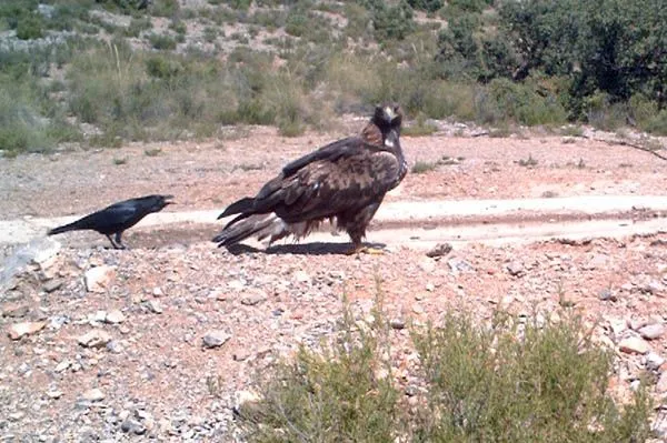 Águila real