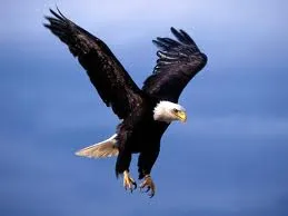 AGUILA REAL