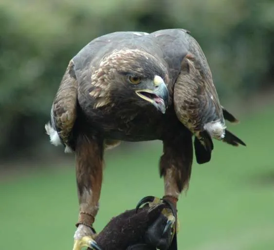 Águila real