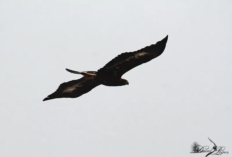 Aguila real ( Aquila chrysaetos ) | Subbéticamperos