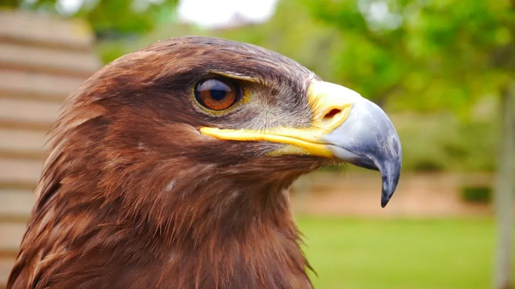 Un águila real - Bienvenidos al Blog de PanasonicBienvenidos al ...