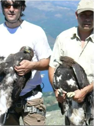 águila Real | Los Bloggers de Axena