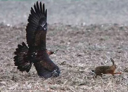 Flora y fauna de Malpica de Tajo, águila real