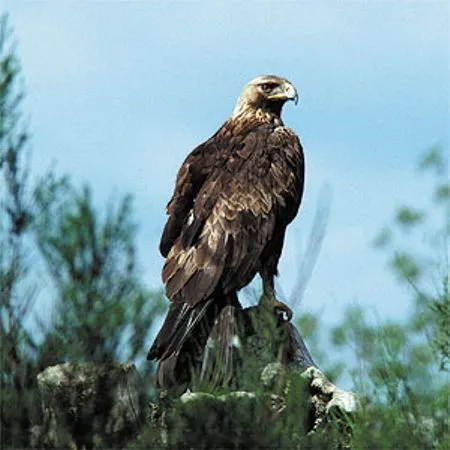 Aguila real cazando - Imagui