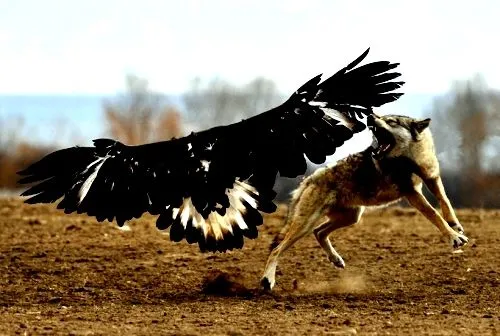 Águila real cazando lobos - Imagui