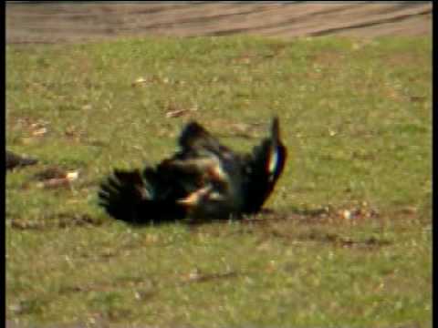 Aguila real cazando un zorro • Videos de Animales