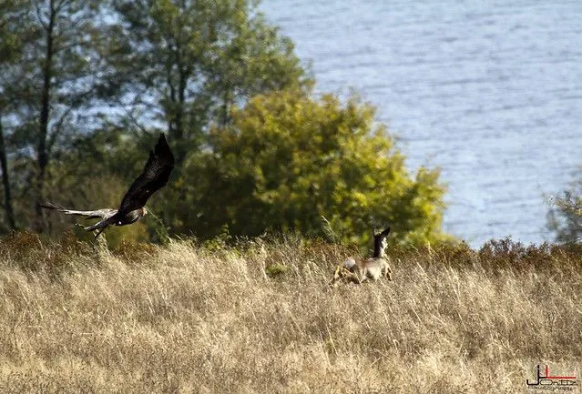 Aguila Real a Corzo | Flickr - Photo Sharing!