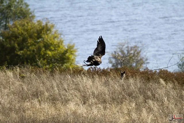 Aguila Real a Corzo | Flickr - Photo Sharing!