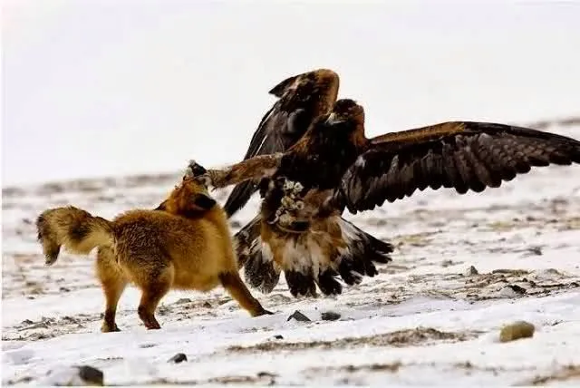 Águila real cazando lobos - Imagui