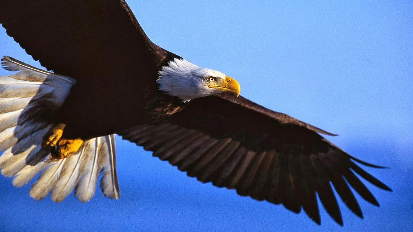 Águila real | Fotos de naturaleza, animales, paisajes, animadas, y ...