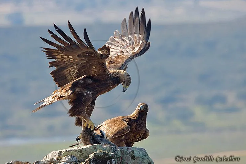 Aguila Real Iberica | WALLFONDO