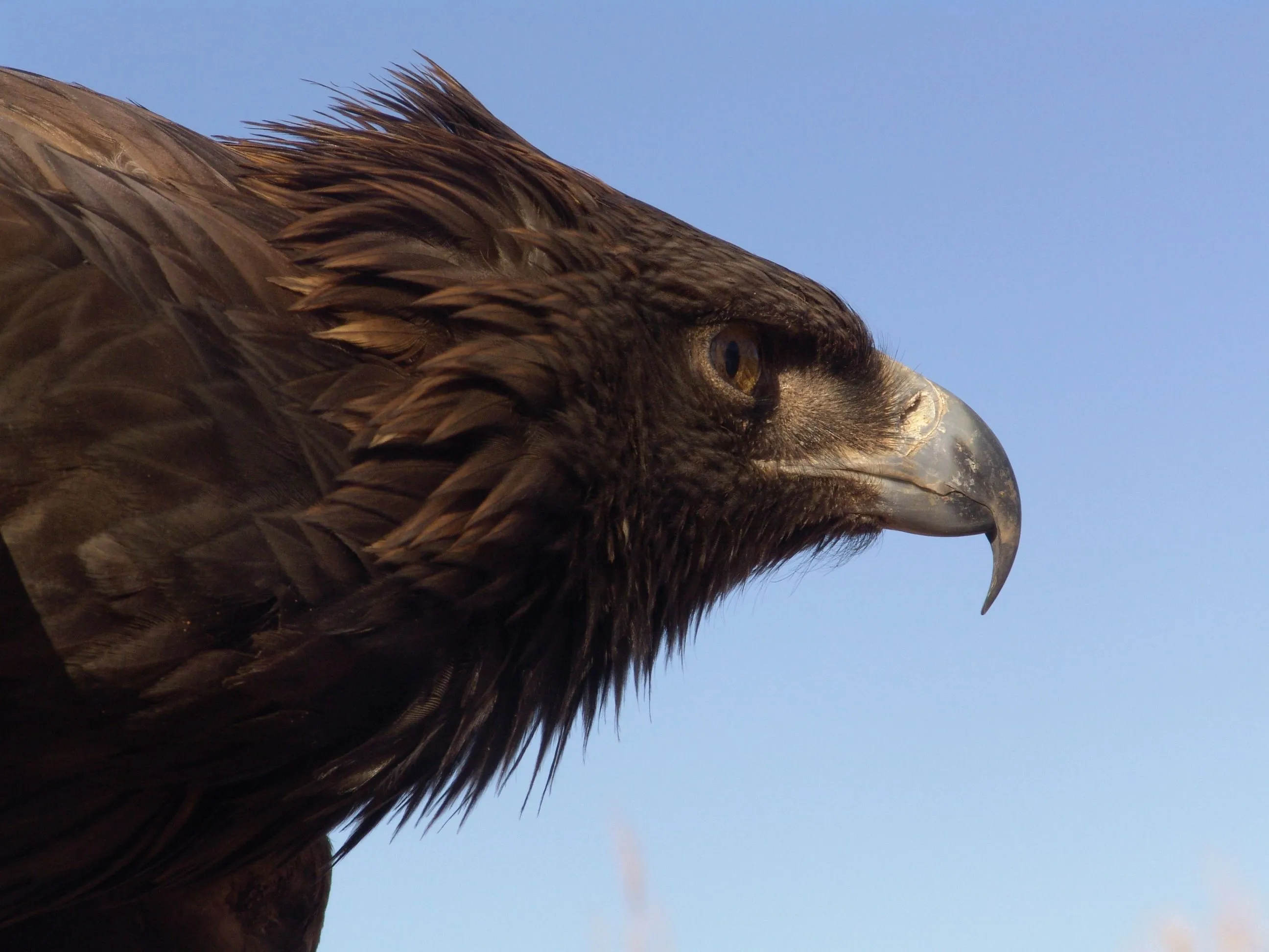 Aguila Real Mexicana