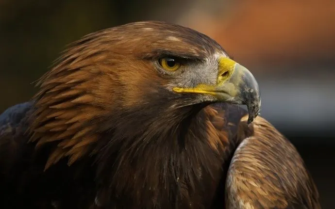 Aguila Real Mexicana | Animales | Pinterest