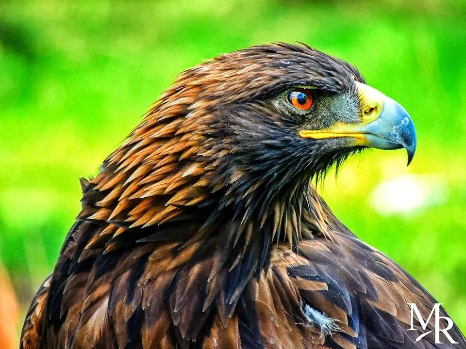 Águila real mexicana | My Pictures World