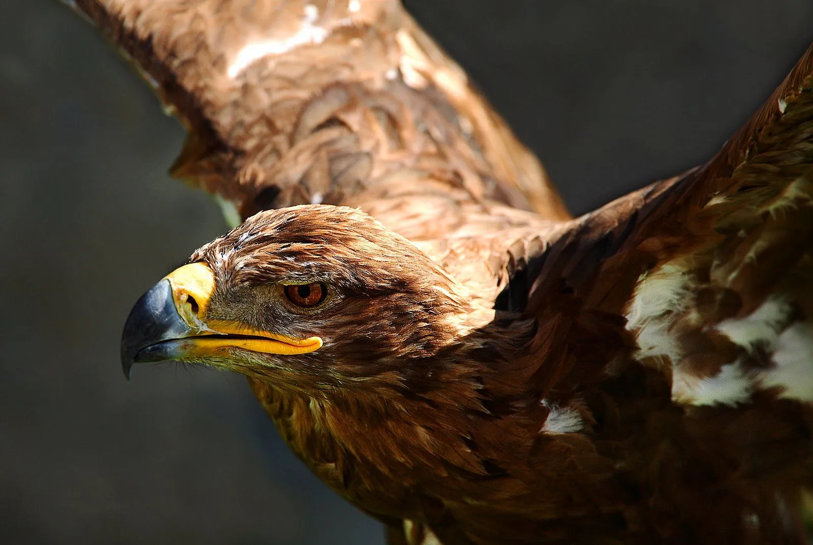 Aguila Real Volando Pictures