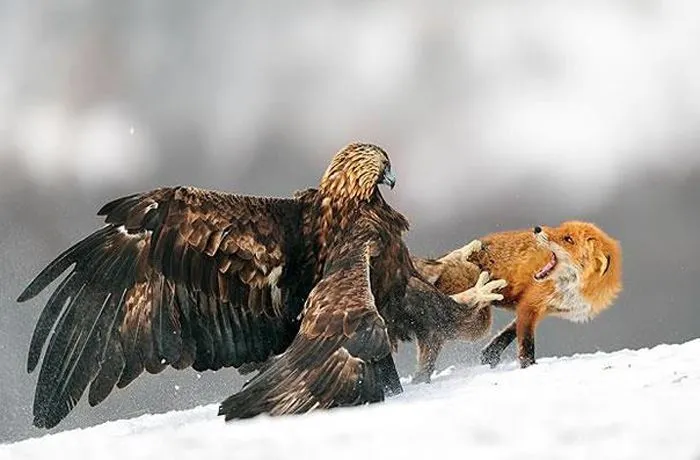 Aguila Real Vs Zorro - Una furiosa águila real clava sus garras ...