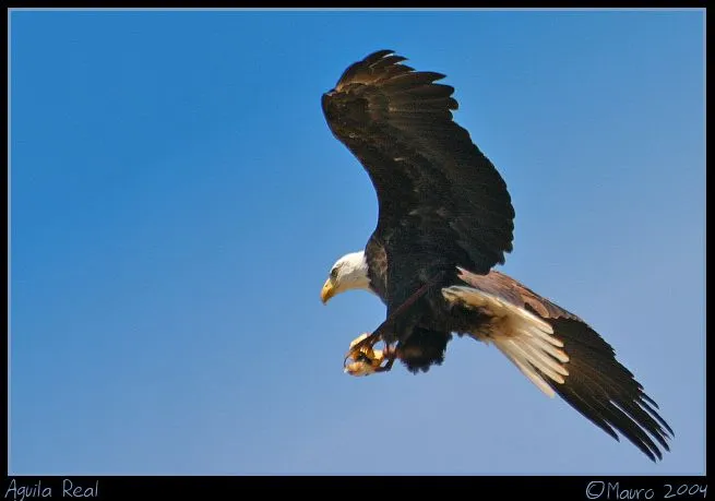 Aguila Real | WALLFONDO