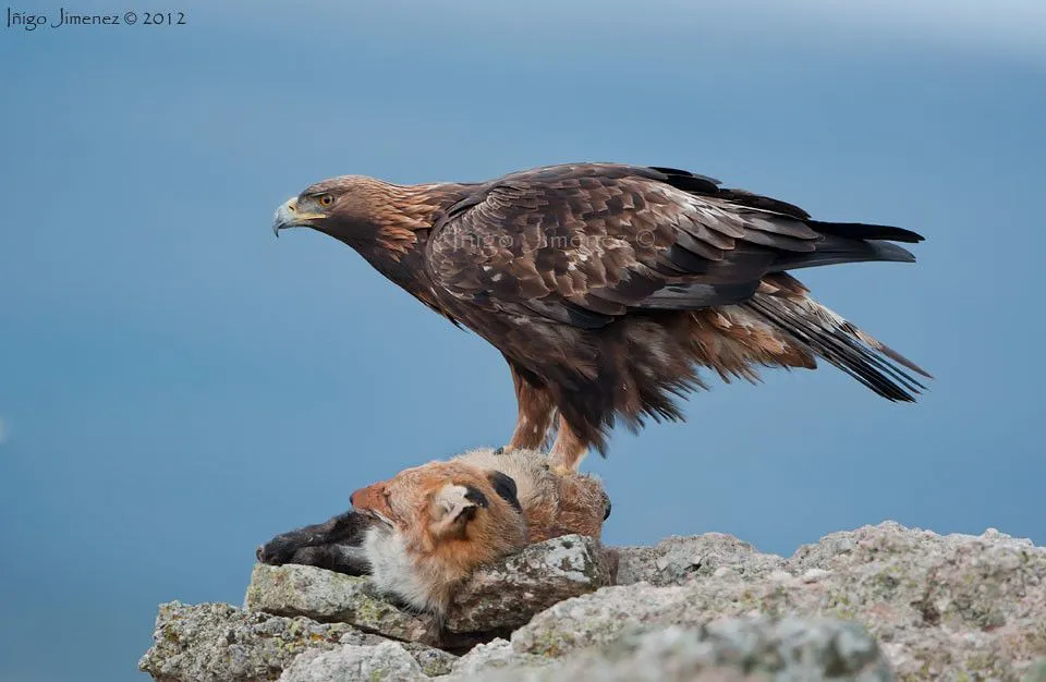 El Aguila real y el zorro - Fauna y Flora - Comunidad Nikonistas