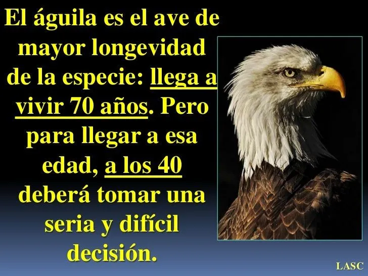 EL AGUILA Y SUS TRECE LECCIONES