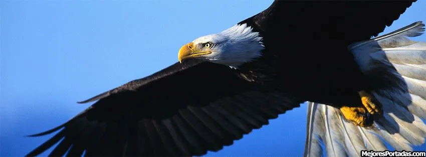 Águila volando