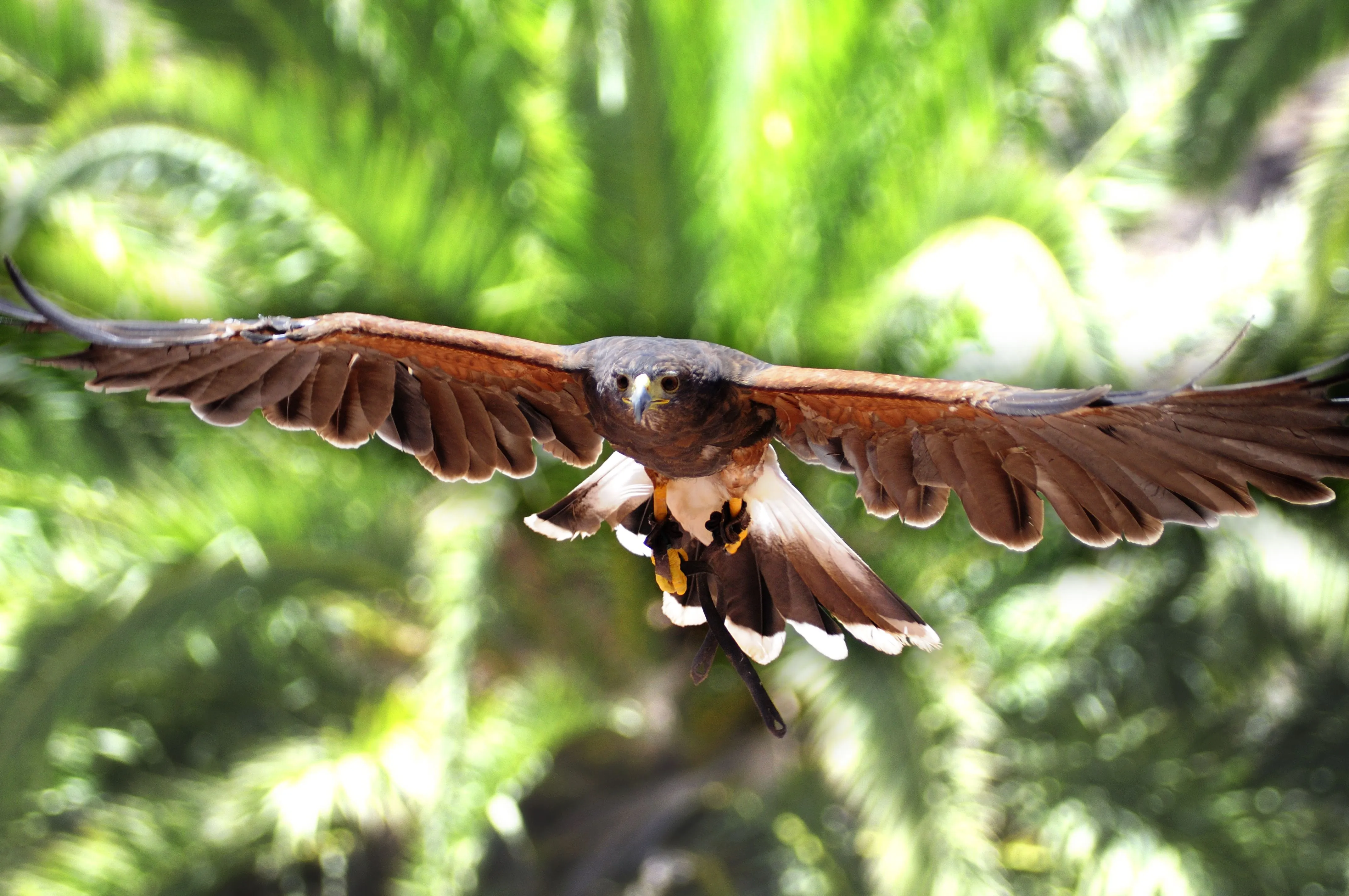 Aguila volando | fotos de Naturaleza