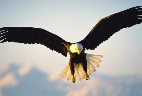 Imagenes de aguilas volando de frente - Imagui