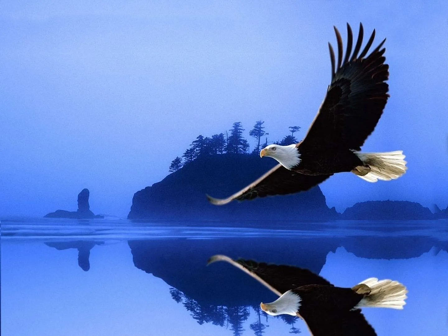 Águila volando :: Imágenes y fotos