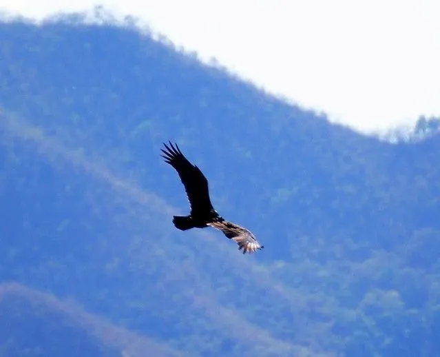 Aguila en vuelo. | Flickr - Photo Sharing!