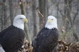 águilas calvas águilas calvas | Descargar Fotos gratis