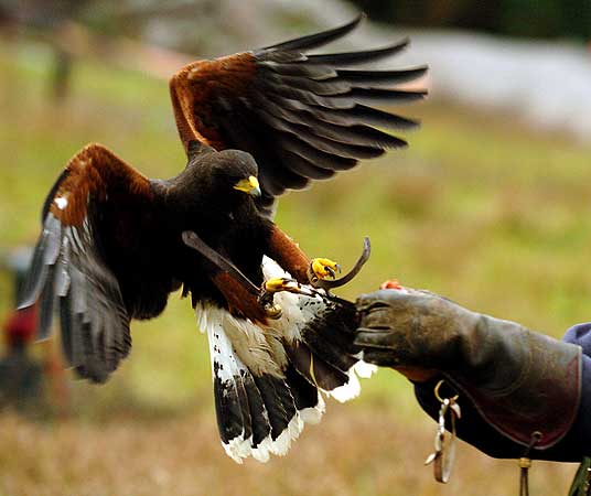 Aguila real cazando - Imagui