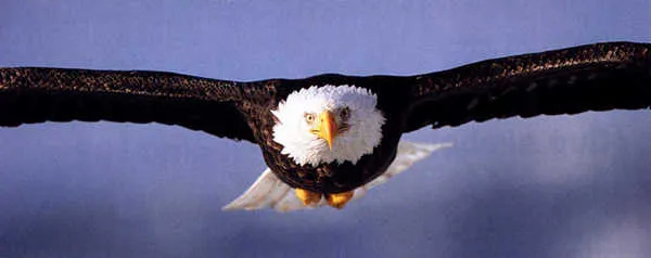 Aguilas volando de frente - Imagui