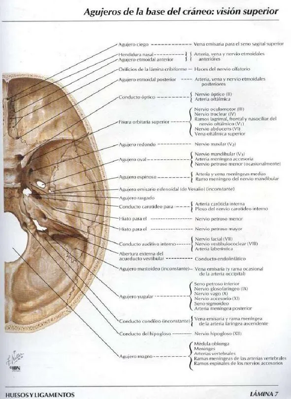 Agujeros de la base del craneo - Imagui