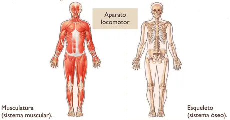 A nuestro aire: APARATO LOCOMOTOR