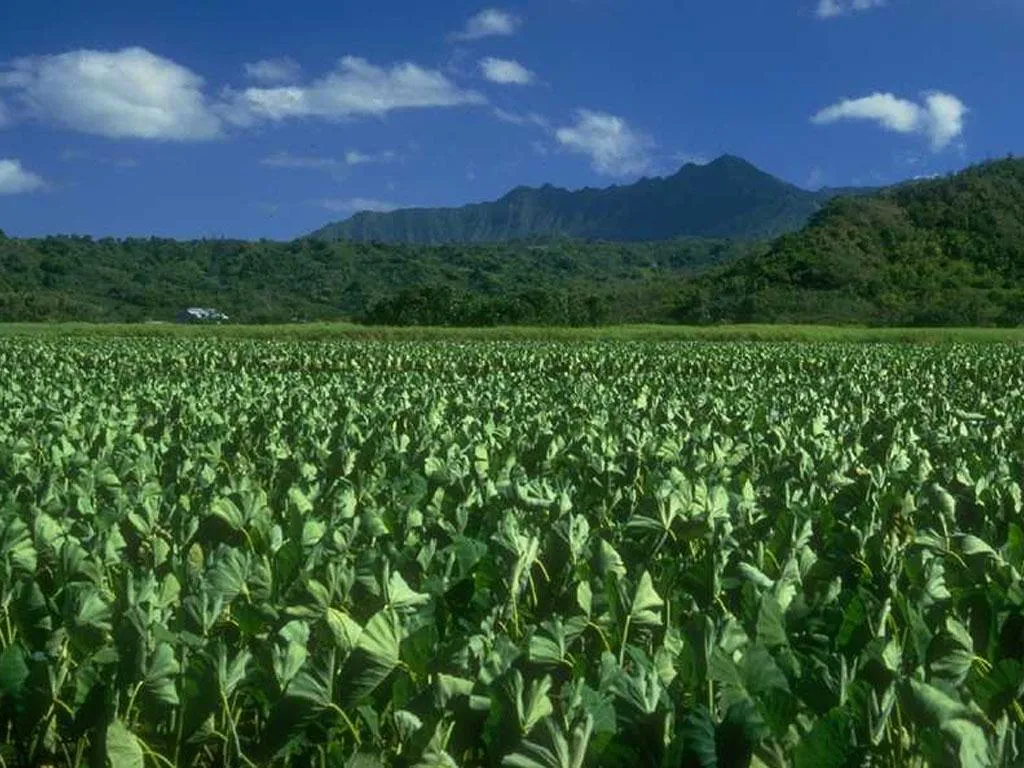 AIRE PURO: Senado vendió a Monsanto la semilla campesina e indígena