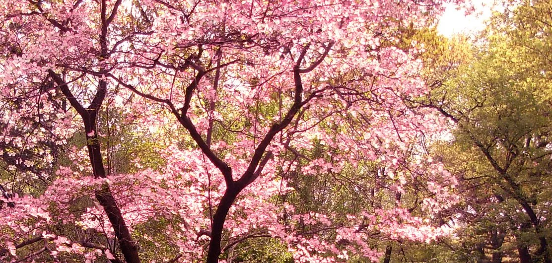 El aire en rosa | Natalia Bottacin Photography