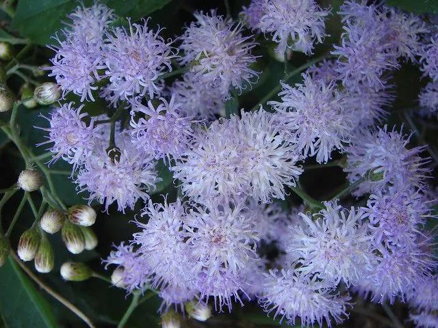 Flores exoticas del mundo - Imagui